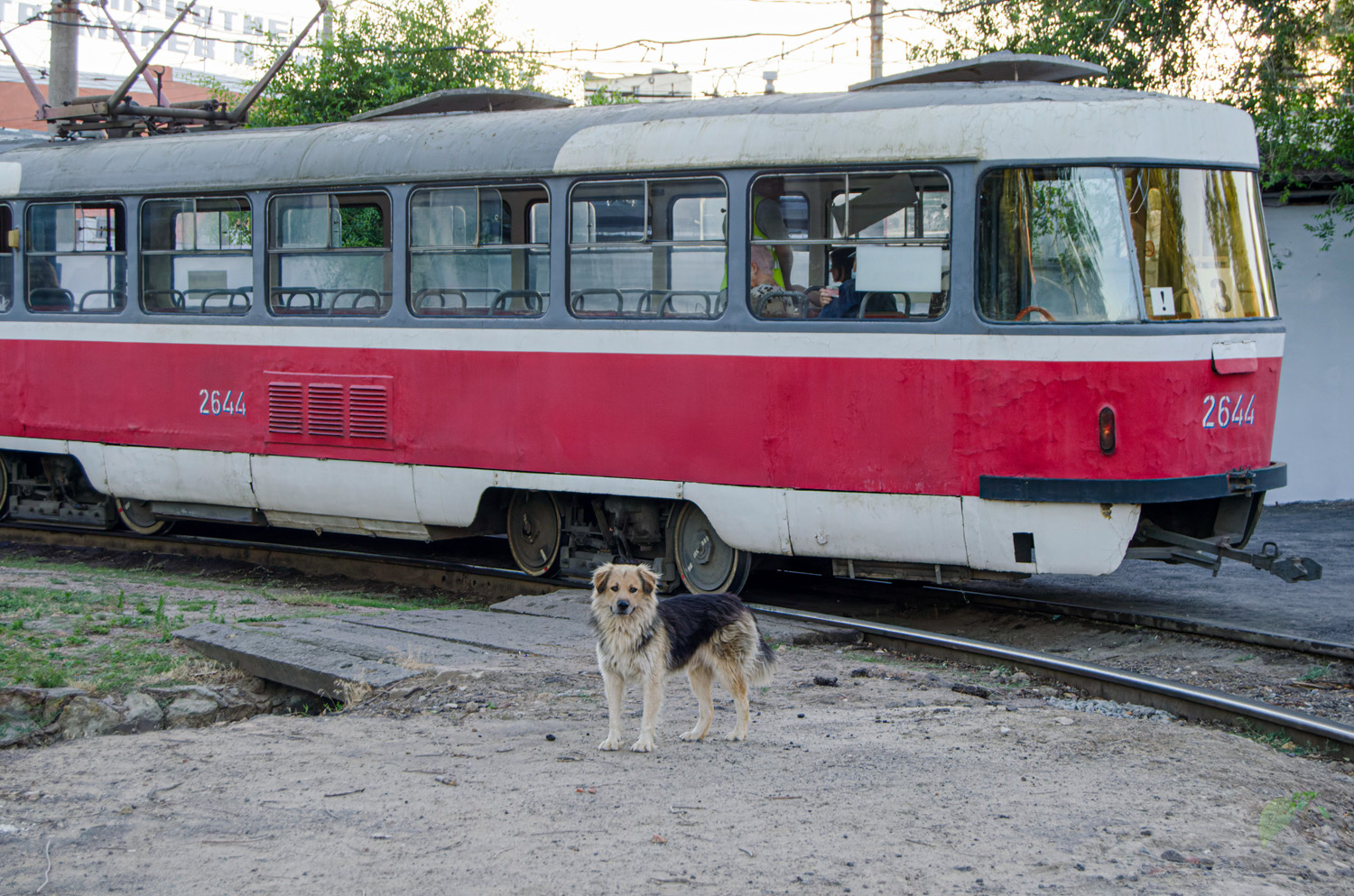 Транспорт и животные