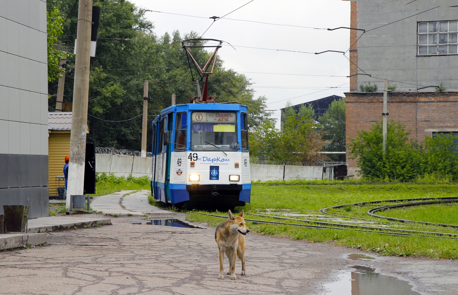Ачинск, 71-605 (КТМ-5М3) № 49; Транспорт и животные