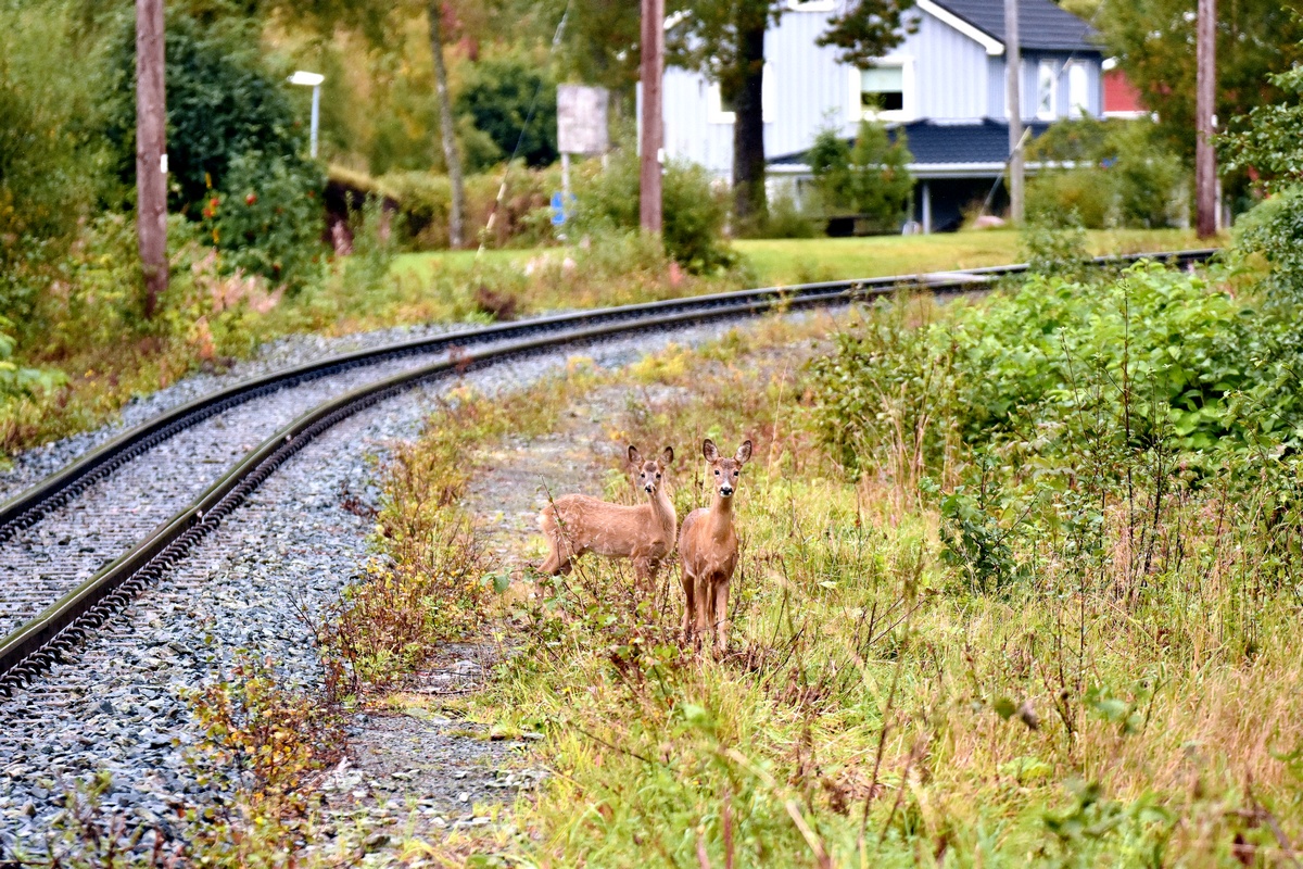 Transport and animals