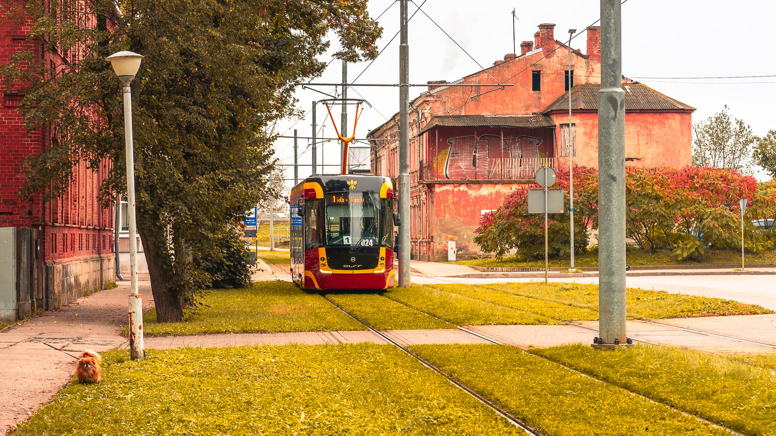 Даугавпилс, EVO 1 № 024; Транспорт и животные