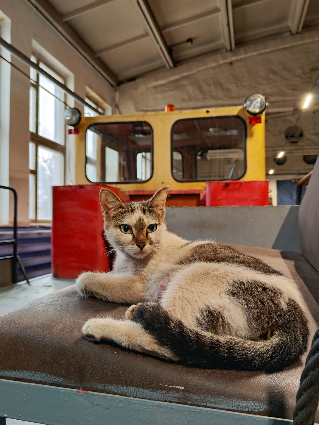 Транспорт и животные