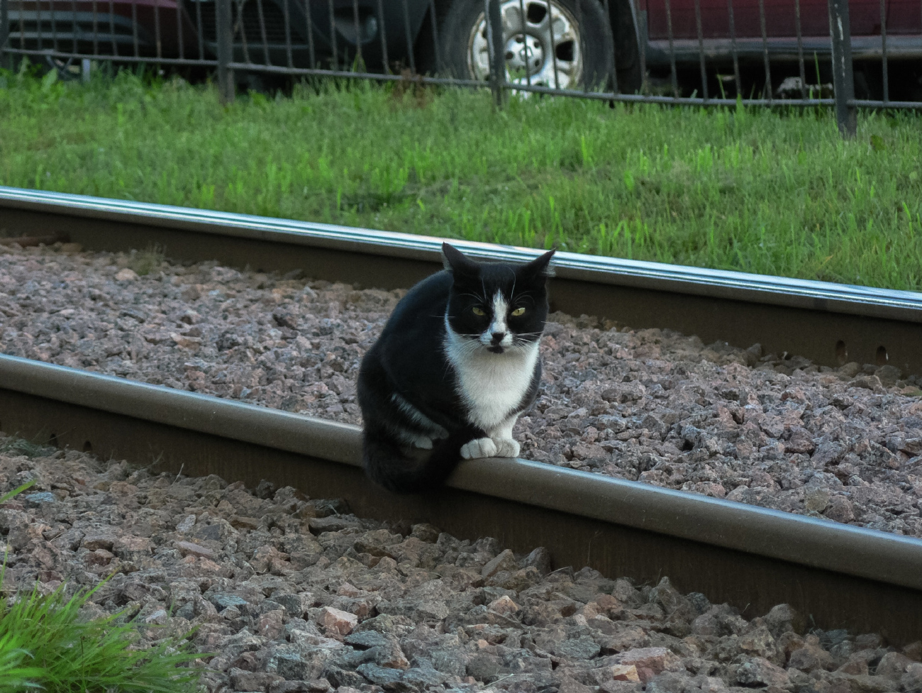 Transport and animals