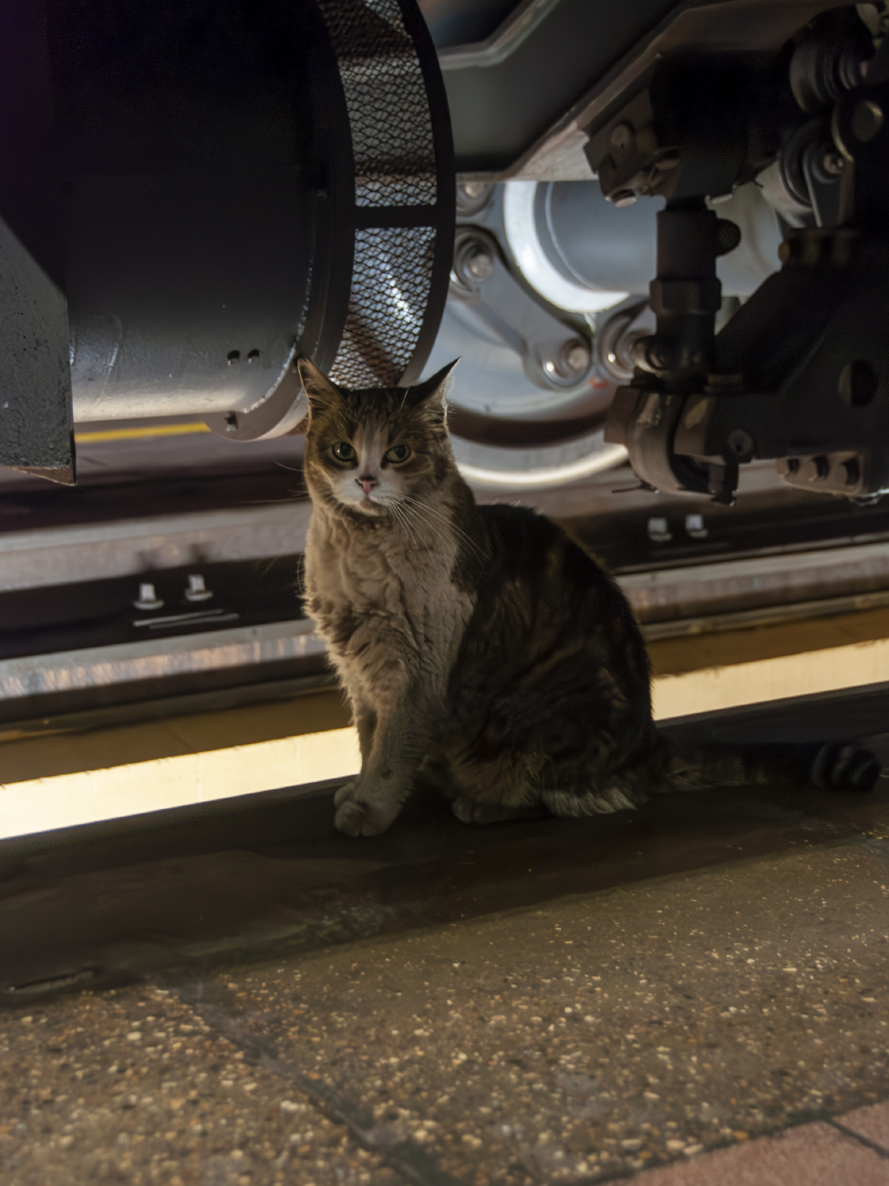 Transport and animals