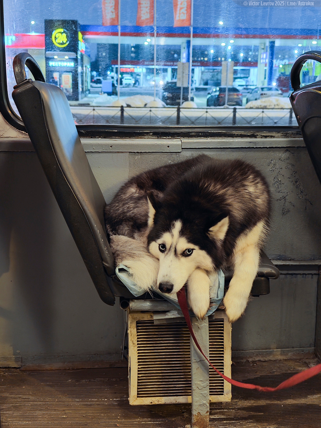 Transport and animals