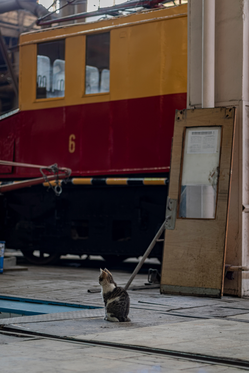 Самара — Городское трамвайное депо; Транспорт и животные