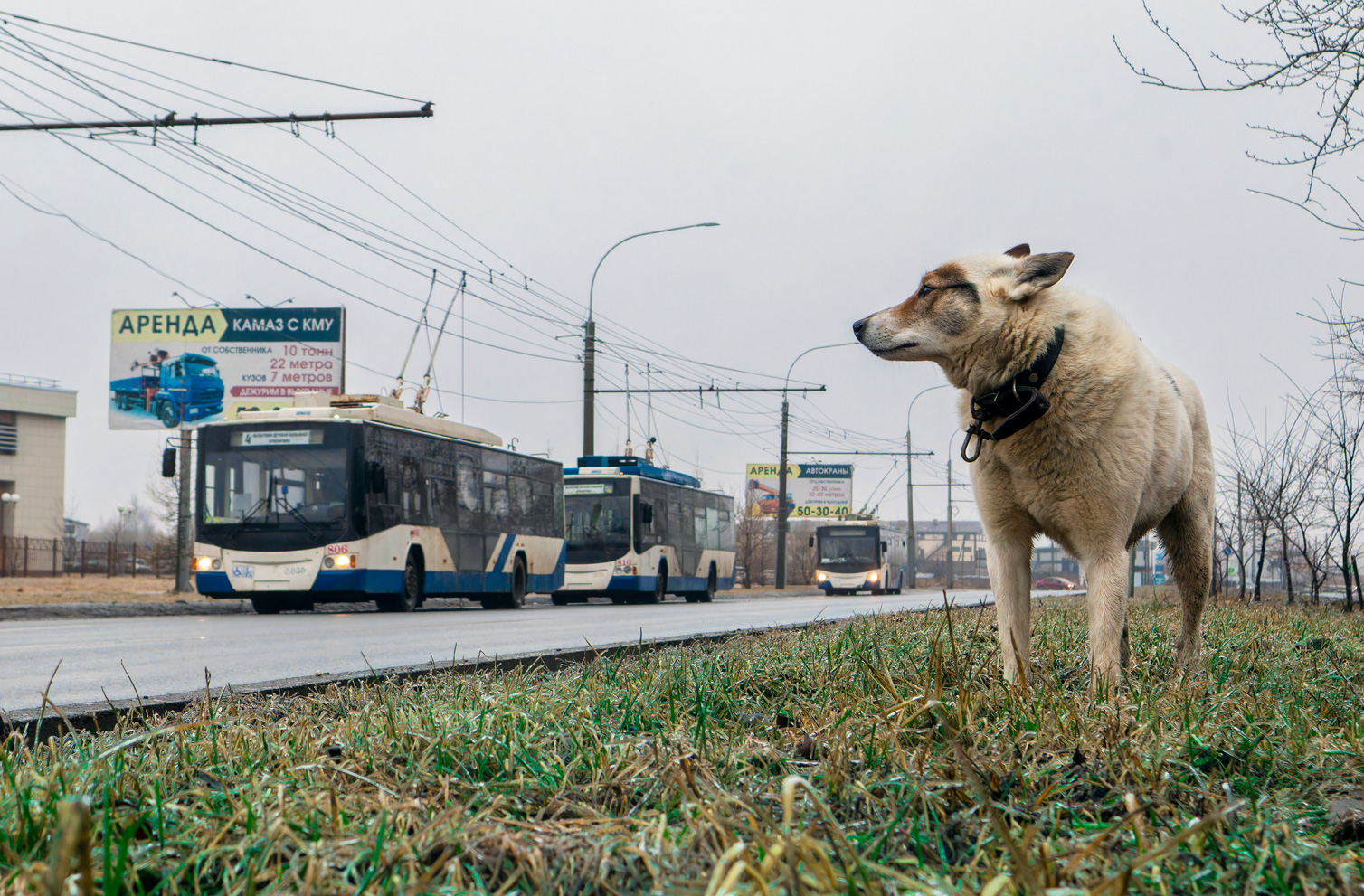 Вологда, ВМЗ-5298.01 «Авангард» № 806; Транспорт и животные