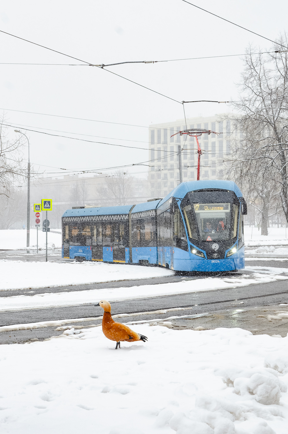 Moskva, 71-931M “Vityaz-M” № 31024; Transport and animals