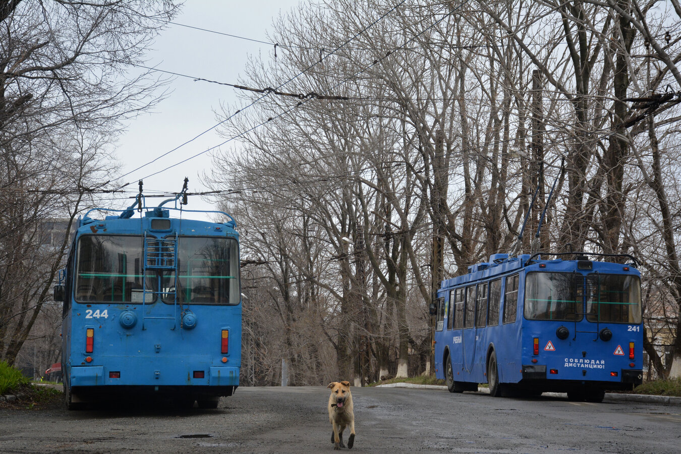 Vladivostok, ZiU-682G-016.02 Nr. 244; Vladivostok, ZiU-682G-016.02 Nr. 241; Transport and animals