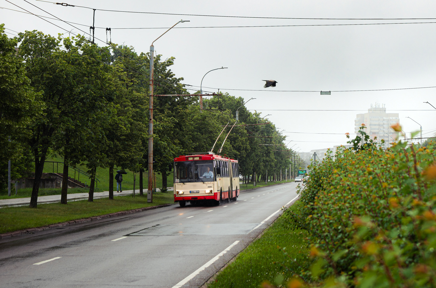 Вилнюс, Škoda 15Tr03/6 № 2602; Транспорт и животные
