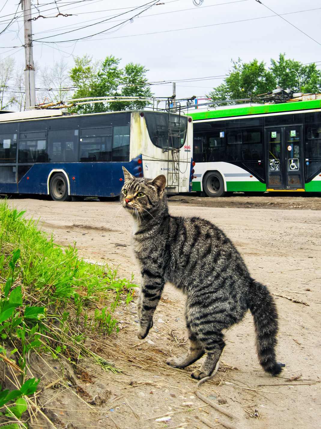 Транспорт и животные