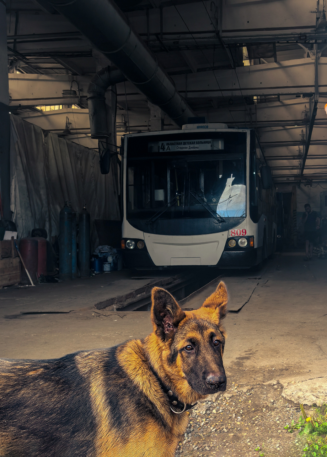 Транспорт и животные