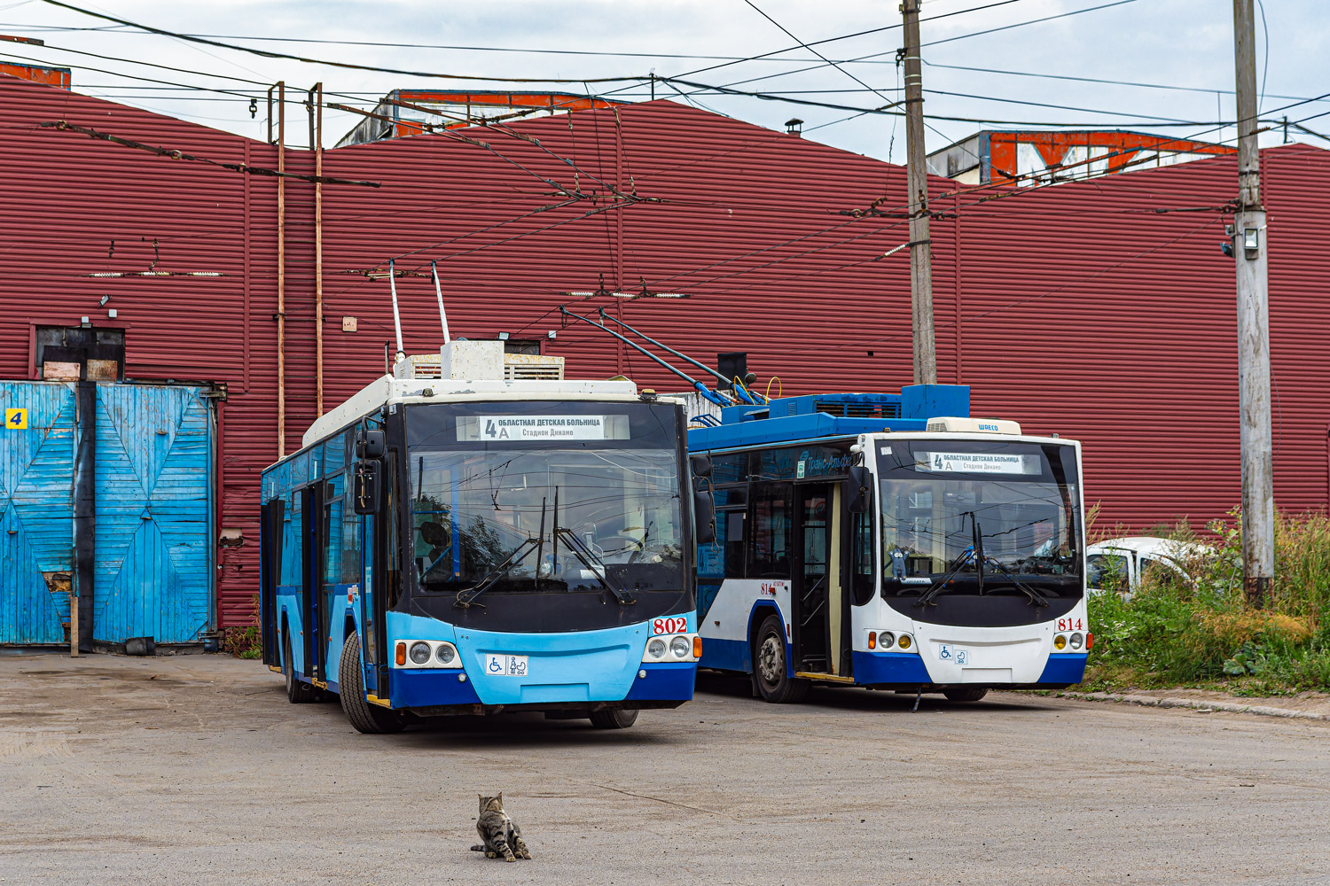 Vologda, VMZ-5298.01 “Avangard” № 802; Transport and animals