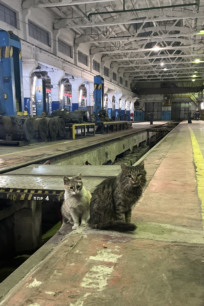 Москва — Метрополитен — [2] Замоскворецкая линия; Транспорт и животные