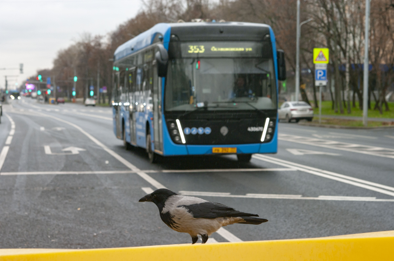 Transport and animals