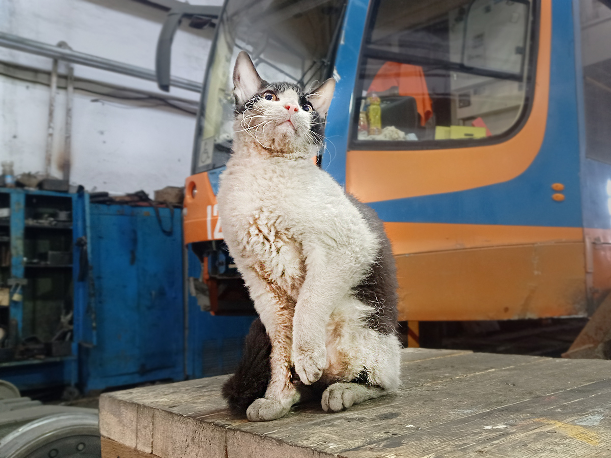 Transport and animals