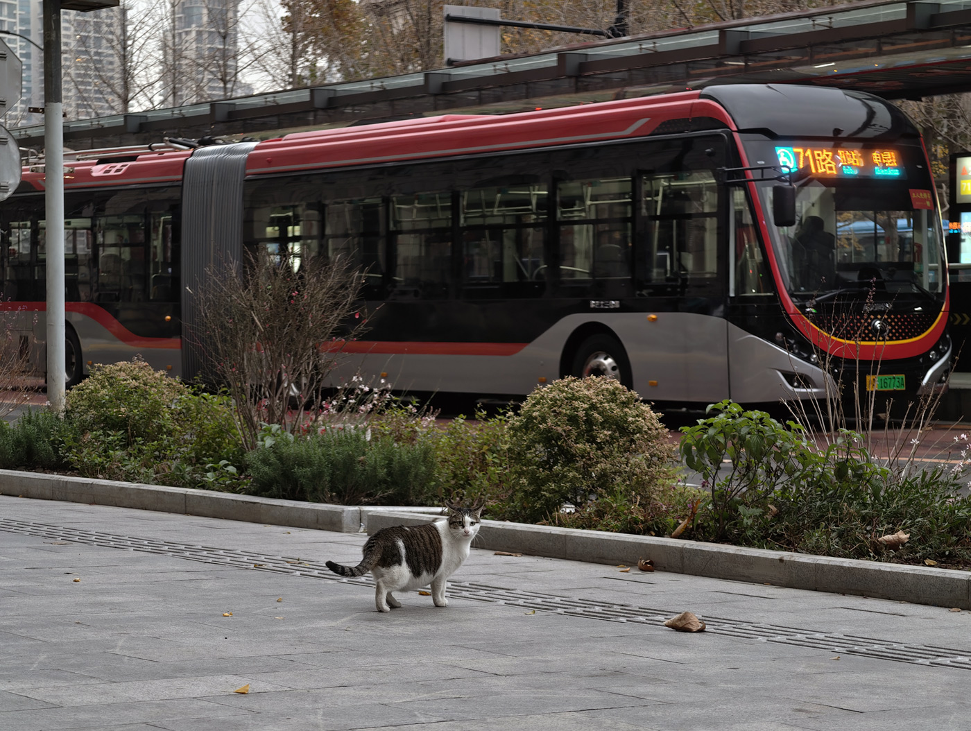 Transport and animals