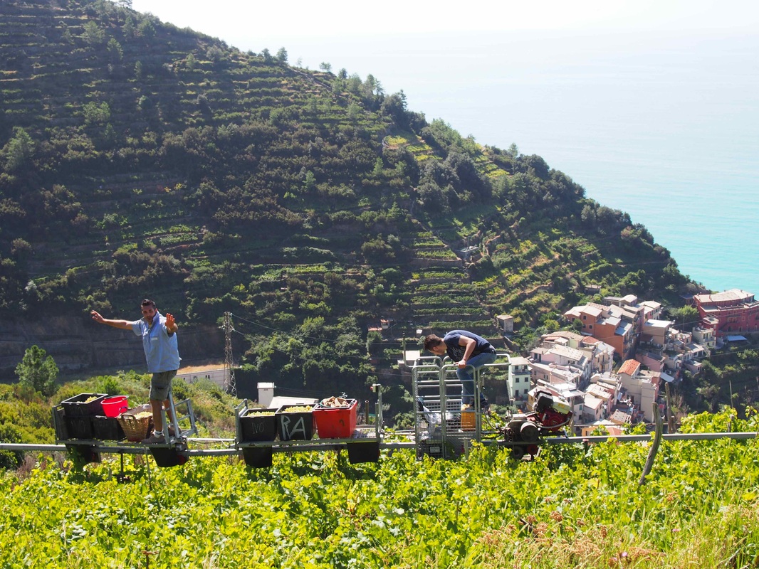 Национальный парк Чинкве-Терре — Зубчатые монорельсовые линии для транспортировки винограда